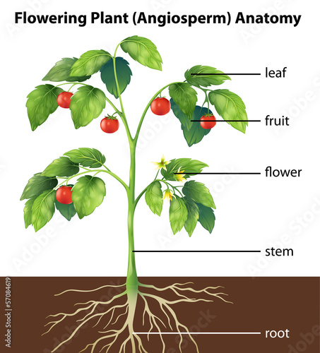 Parts of a plant