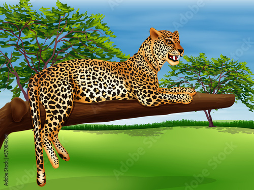 A leopard lying above the branch of a tree