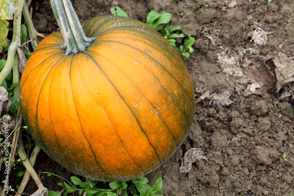 Fototapeta premium Kürbiszeit