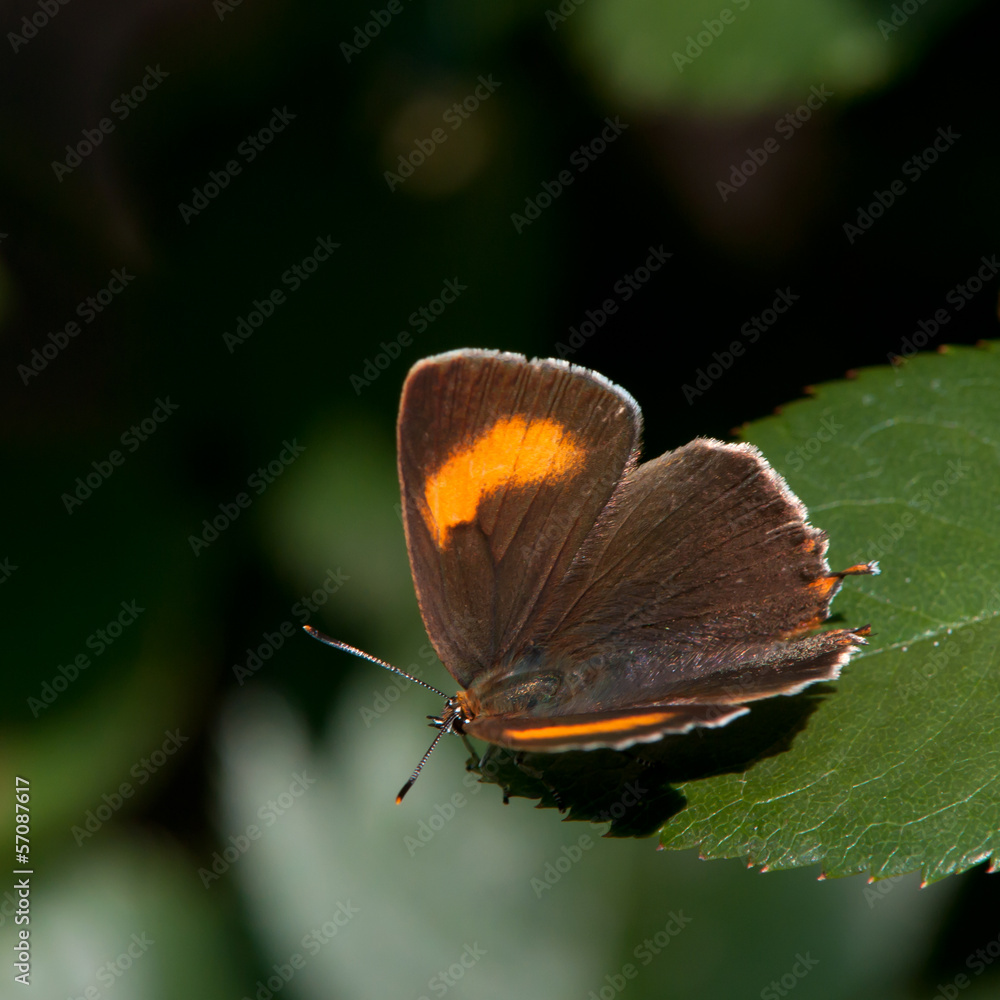 Obraz premium Brown Hairstreak (Thecla betulae), Sweden