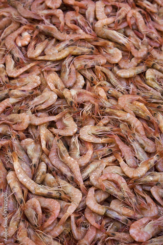 Group of shrimp