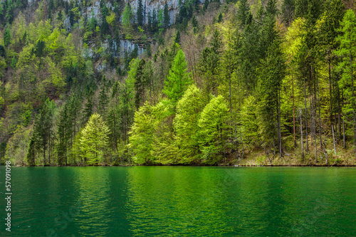 Green trees reflecting in lake