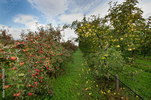 Ripe apples on trees in orchard