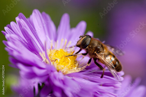 bee on purple flower © ahavelaar