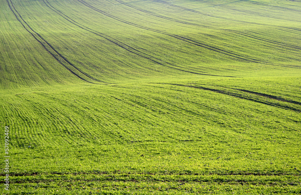 Obraz premium Large green field in spring