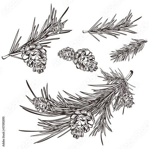 hand drawn retro pine branches