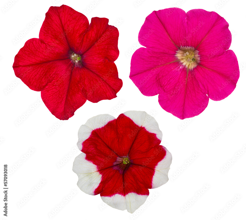 three petunia flowers isolated on white three petunia flowers isolated on white