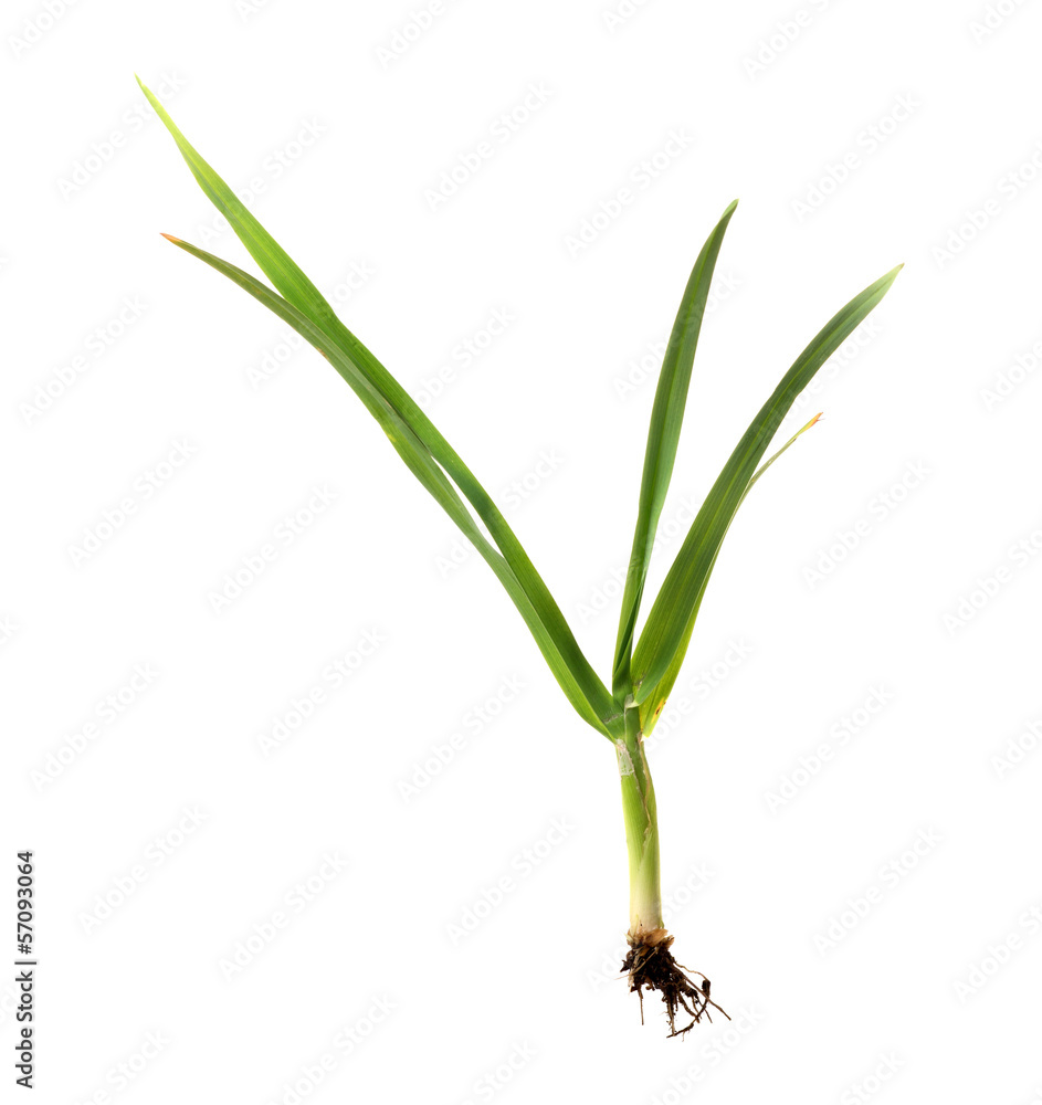 custom made wallpaper toronto digitaldeep green herb on white