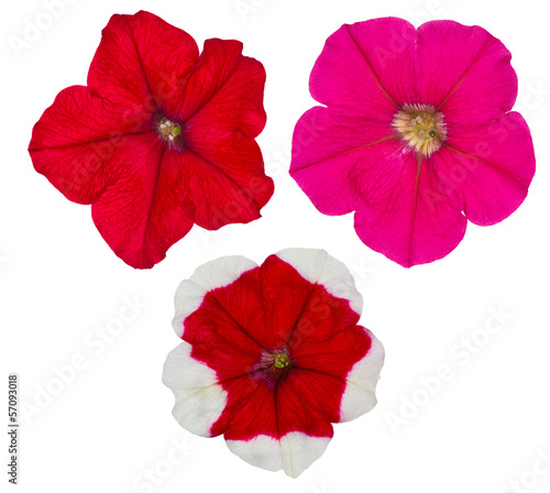 three petunia flowers isolated on white