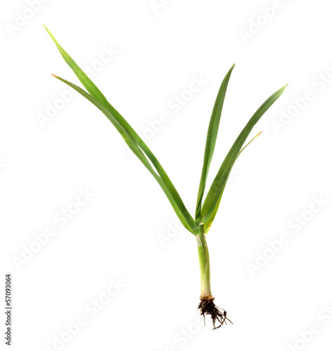 Wallpaper Mural deep green herb on white Torontodigital.ca