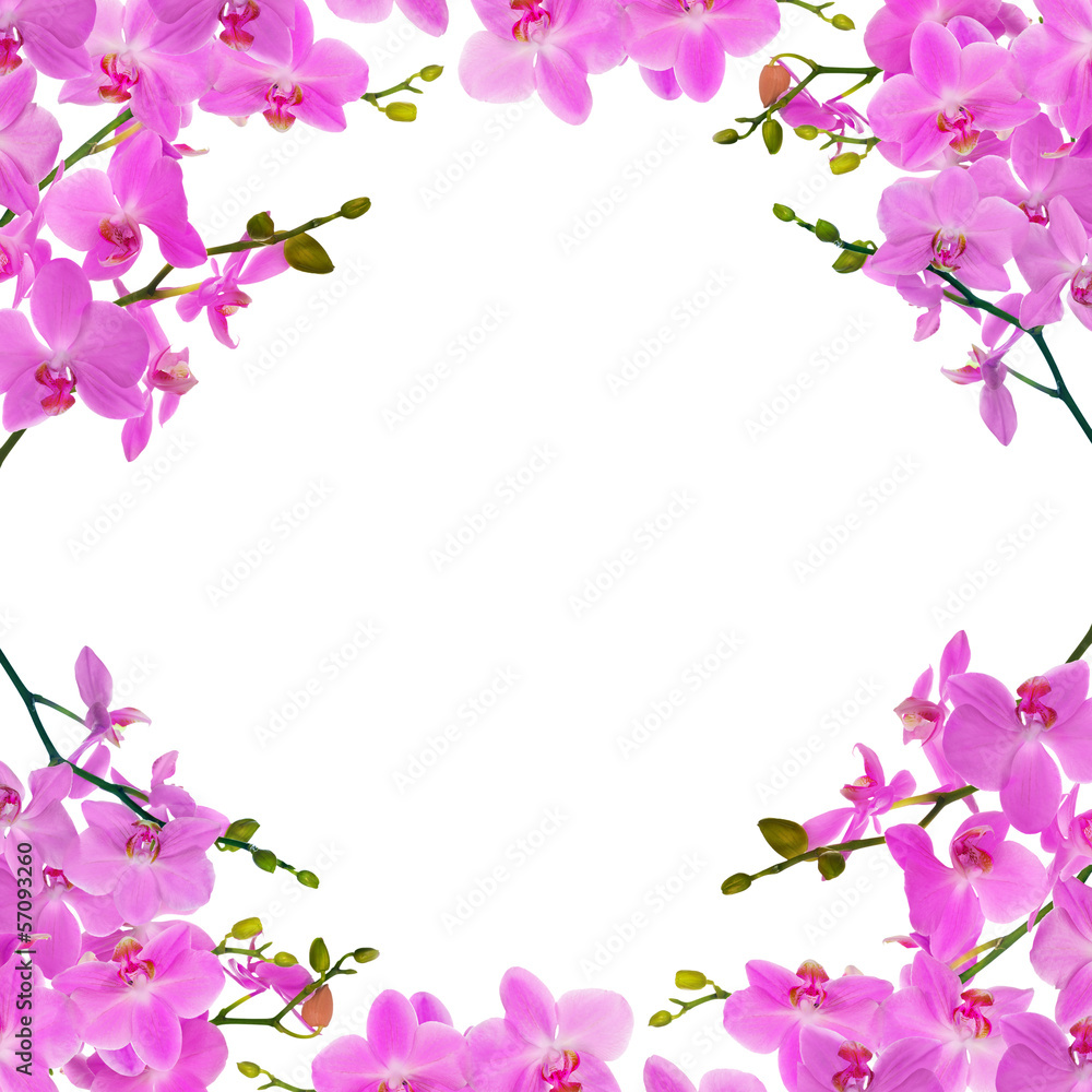light pink orchid branches frame