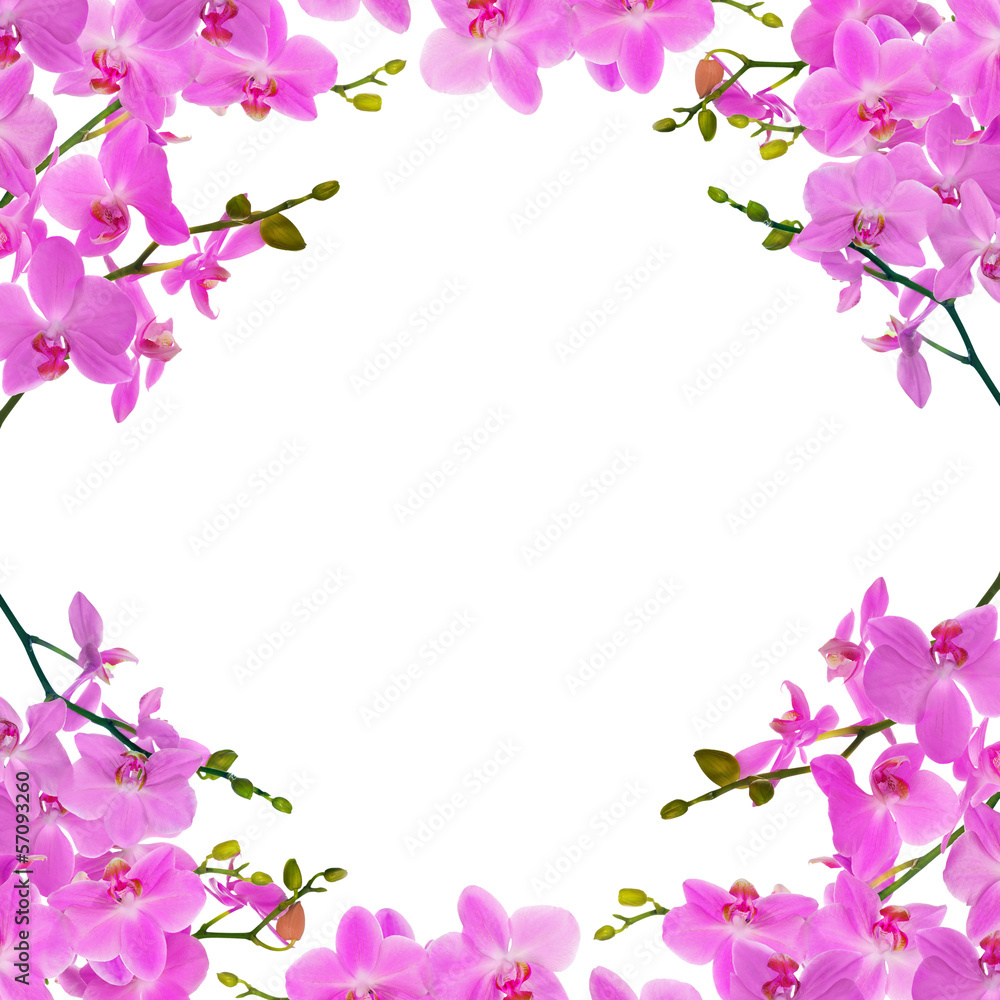 light pink orchid branches frame light pink orchid branches frame