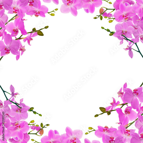 light pink orchid branches frame © Alexander Potapov