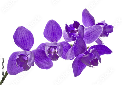Fototapeta Naklejka Na Ścianę i Meble -  three petals isolated purple orchids