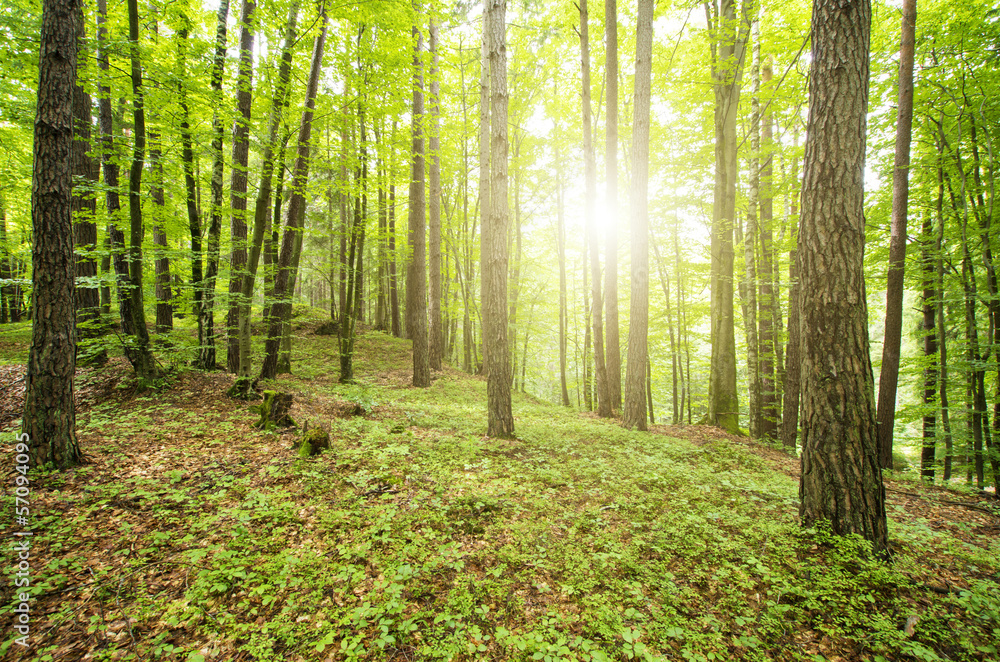 Naklejka premium Słońce przez drzewa w lesie
