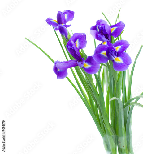 Fototapeta Naklejka Na Ścianę i Meble -  blue irise flowers posy
