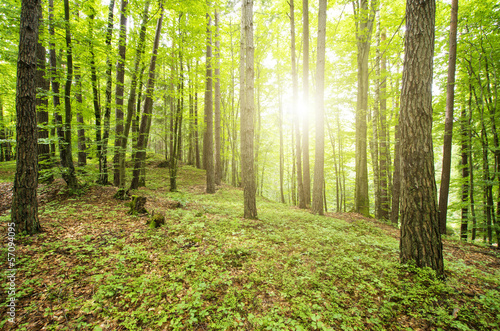 Sun through Trees in the Forest