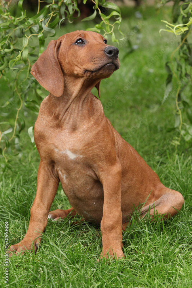 Rhodesian ridgeback puppy in the garden Rhodesian ridgeback puppy in the garden