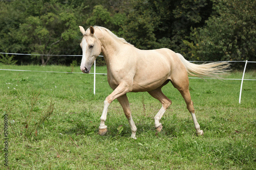 Fototapeta Naklejka Na Ścianę i Meble -  Beautiful palomino horse running on pasturage