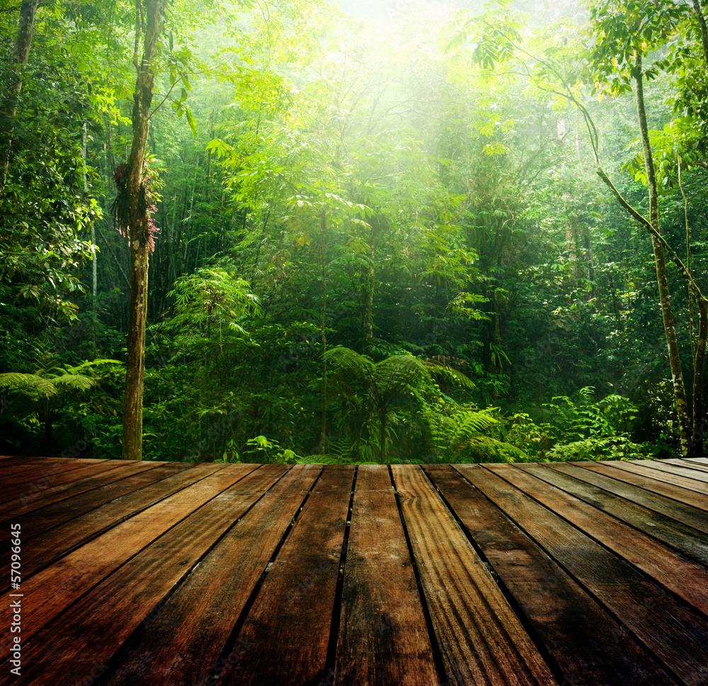 Fototapeta premium Zielony las.