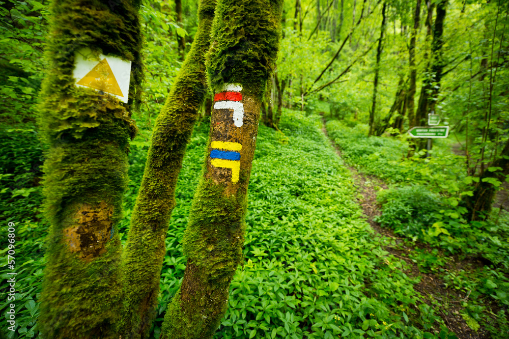 Tourist signs on the trunk of old tree in lush green wild forest Tourist signs on the trunk of old tree in lush green wild forest
