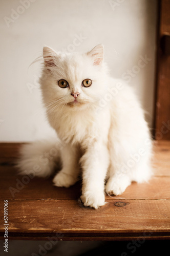 White Persian kitten © fotosmile777