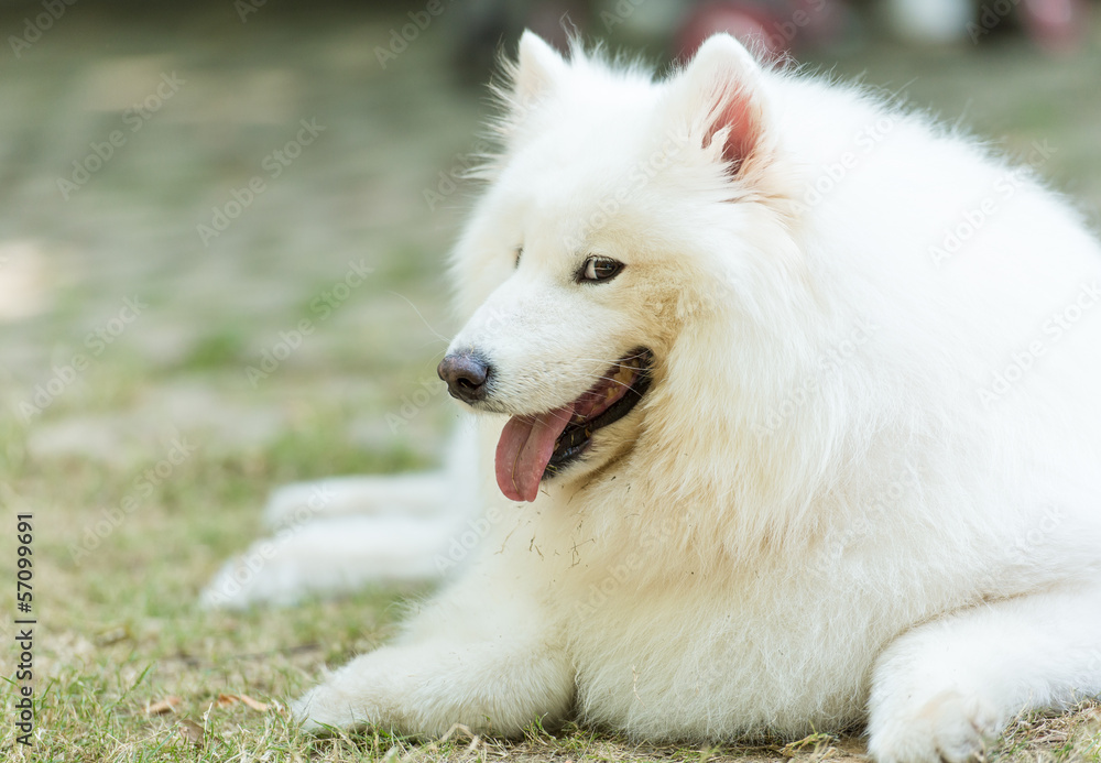 Obraz premium sitting dog