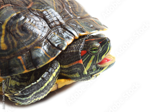 Pond slider (Trachemys scripta) with open mouth