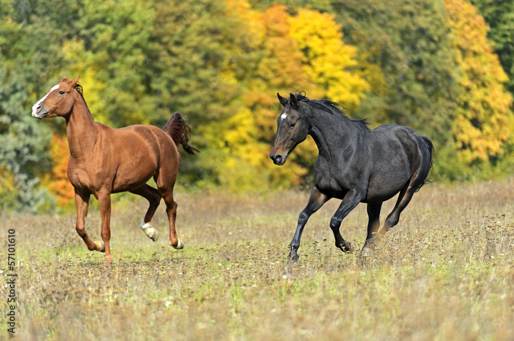 Fototapeta premium Horse