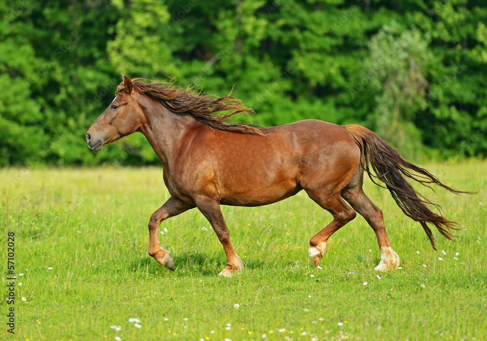 Fototapeta premium Horse