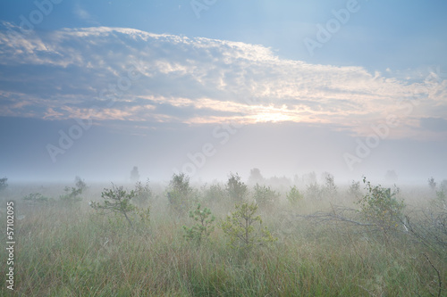 misty sunrise over marsh with many little pine trees