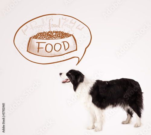 Cute border collie dreaming about food