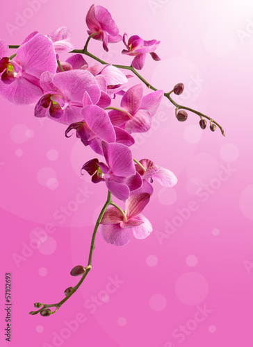 Fototapeta Naklejka Na Ścianę i Meble -  Piękny zwisający storczyk