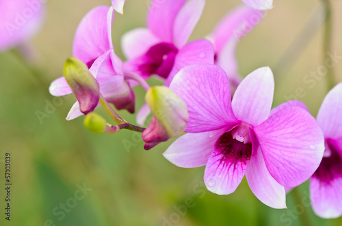 Fototapeta Naklejka Na Ścianę i Meble -  Dendrobium orchid hybrids is white and pink stripes