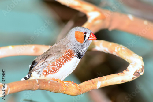 Zebra Finch (Taeniopygia guttata photo