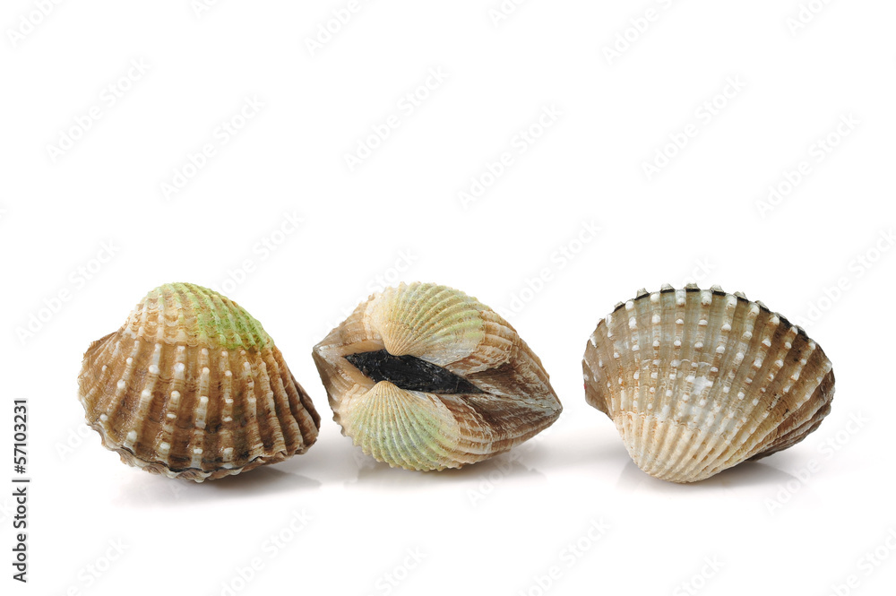 cockles cockles