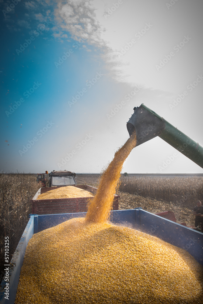 Obraz premium corn harvest