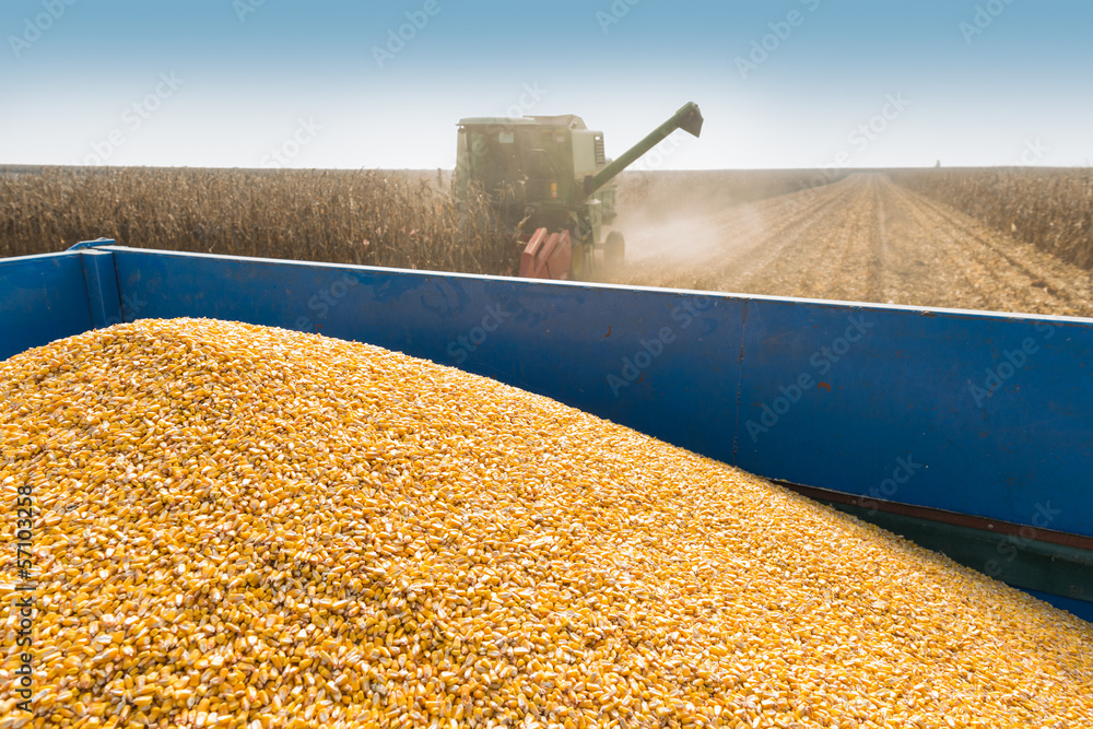 Obraz premium corn harvest
