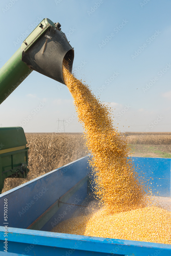 Obraz premium corn harvest
