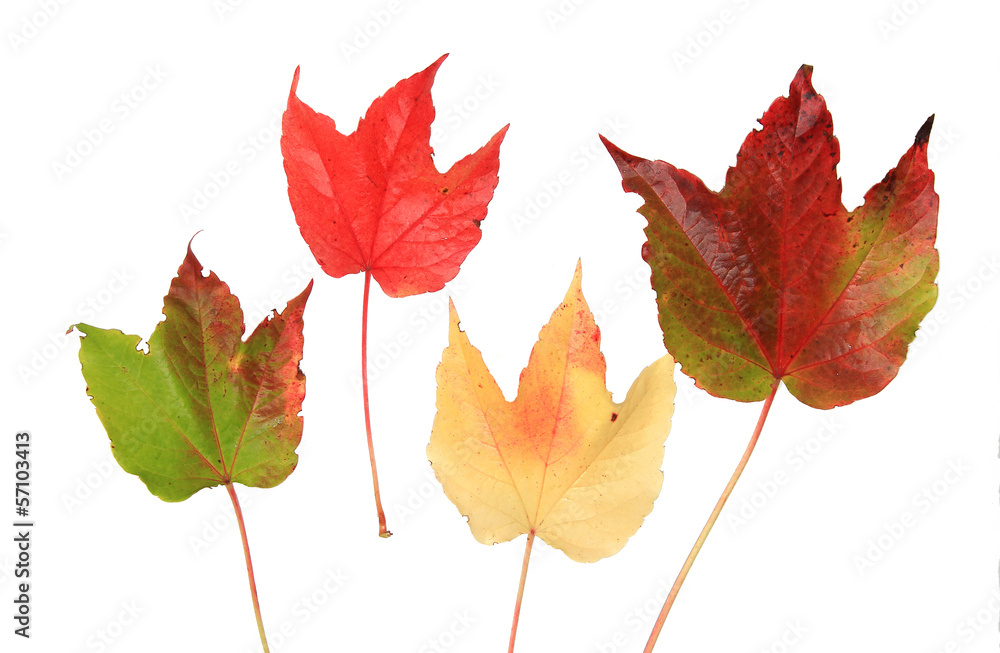 herbstliches Weinlaub herbstliches Weinlaub