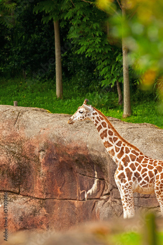 Young rothschild giraffe in zoo.