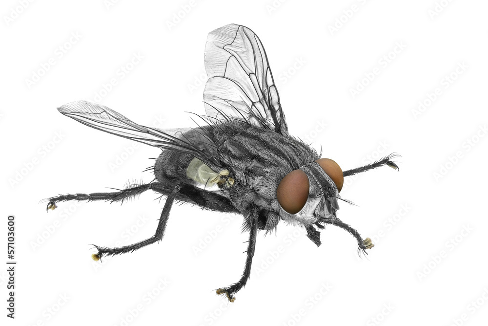 Fly Fly