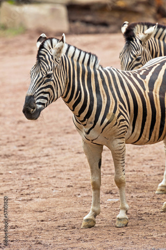 Two zebras standing in zoo.