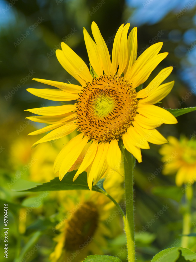 Fresh sunflower under the blue sky in farmland. Fresh sunflower under the blue sky in farmland.