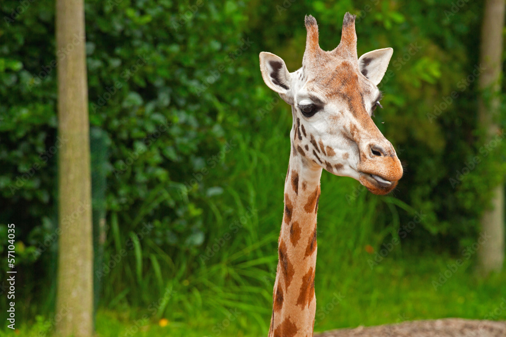 Rothschild giraffe in zoo. Head and long neck. Rothschild giraffe in zoo. Head and long neck.