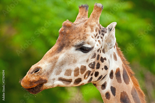 Rothschild giraffe in zoo. Head and long neck. © ysbrandcosijn