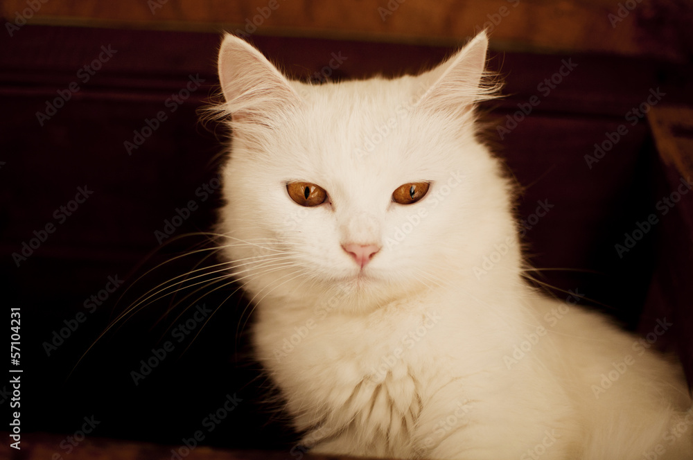 White Persian cat