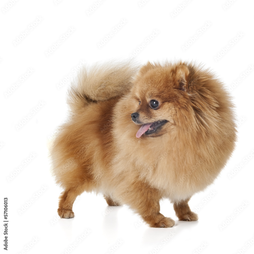 Obraz premium Pomeranian dog breed on a white background in studio