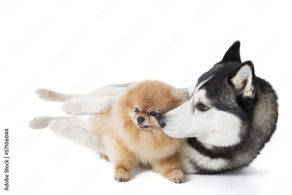 Two dogs (Siberian Husky and Pomeranian) cuddling