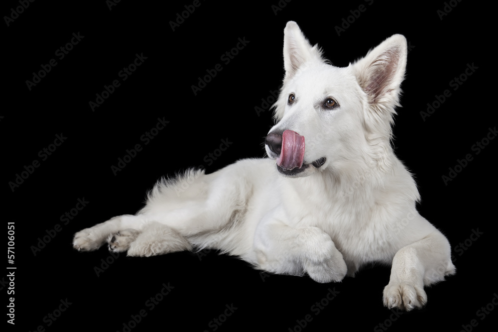 Dog Breed on a black background in studio Dog Breed on a black background in studio